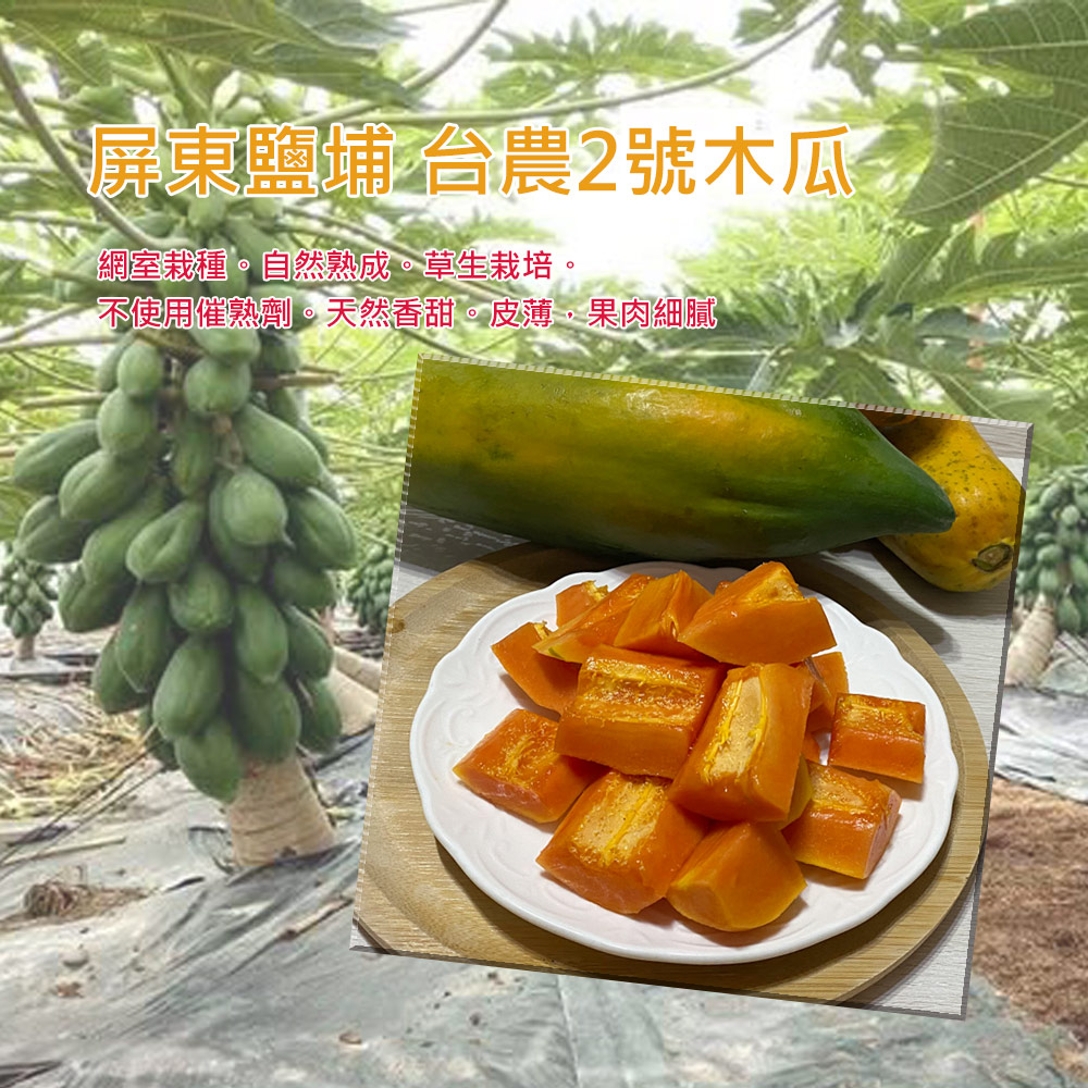 【草地囝仔 阿昌】屏東鹽埔台農2號木瓜10斤x1箱(產地直送_友善耕種)