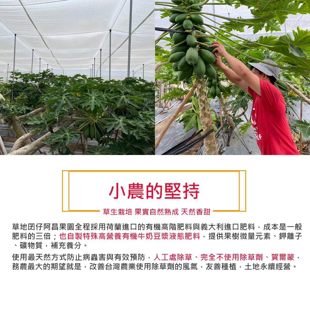 【草地囝仔 阿昌】屏東鹽埔台農2號木瓜10斤x1箱(產地直送_友善耕種)
