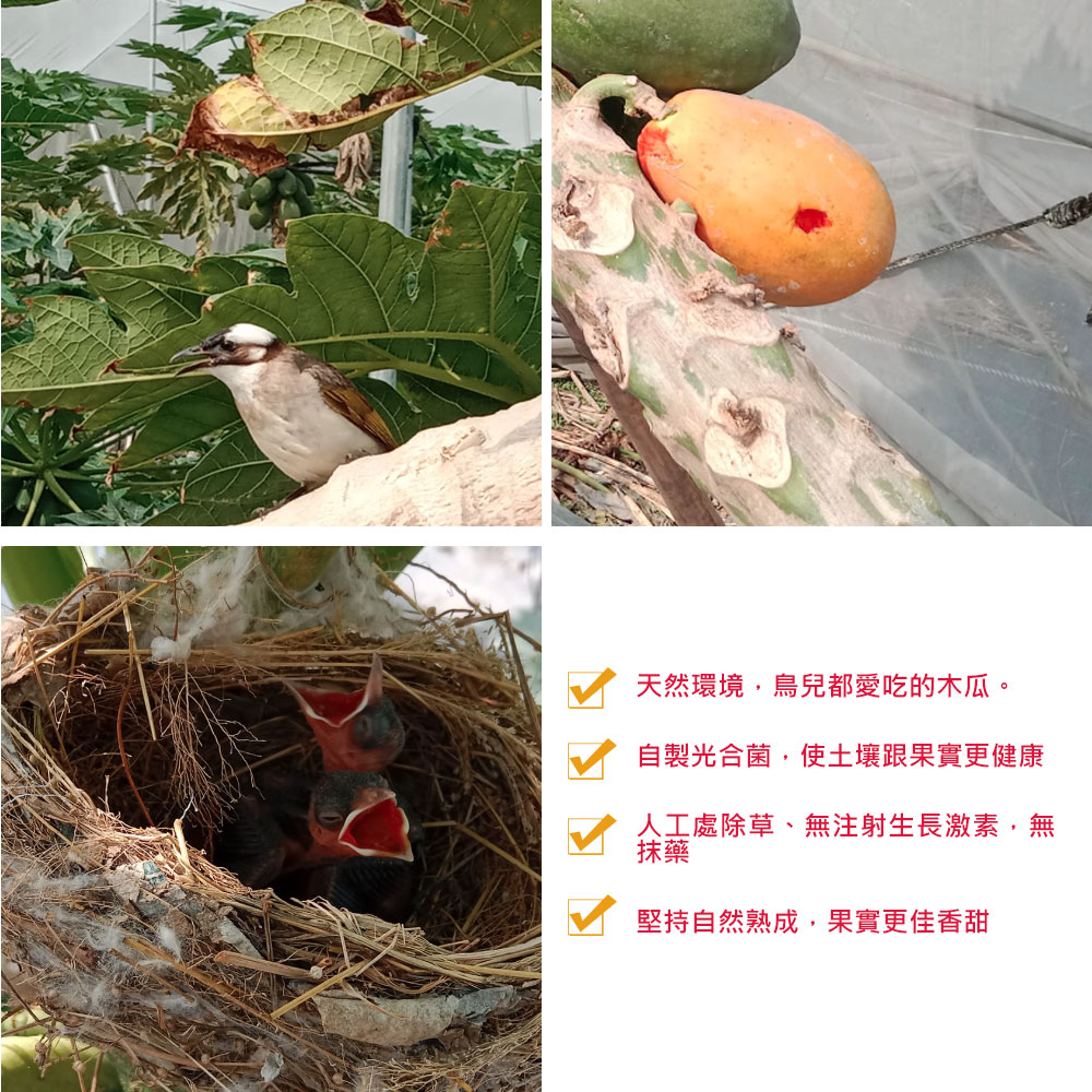 【草地囝仔 阿昌】屏東鹽埔台農2號木瓜10斤x1箱(產地直送_友善耕種)