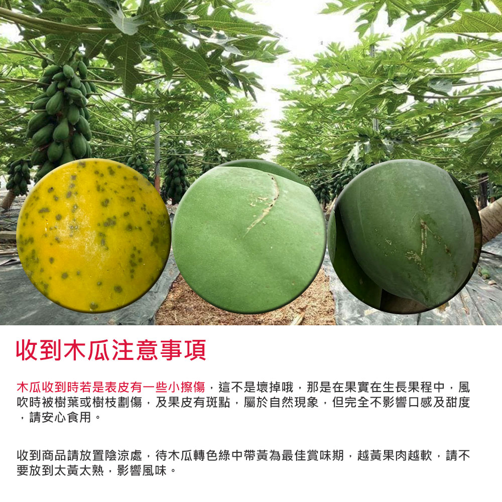 【草地囝仔 阿昌】屏東鹽埔台農2號木瓜10斤x1箱(產地直送_友善耕種)