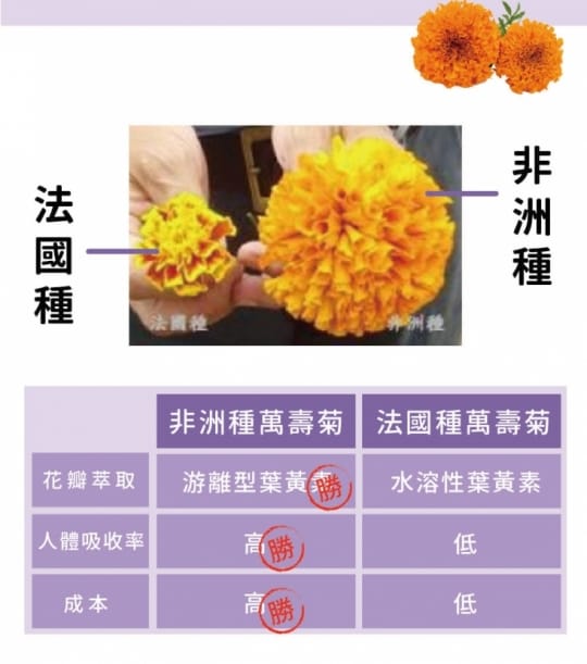 達摩本草玻尿酸游離型葉黃素膠囊x20(小分子玻尿酸、水潤明亮)