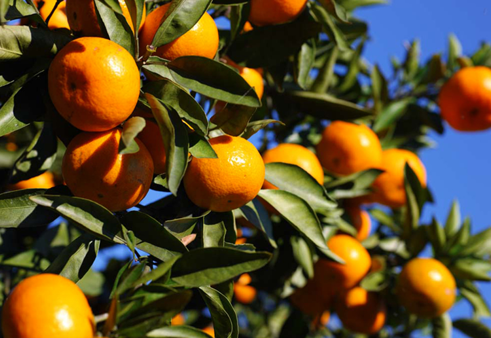 【台灣紅】超迷你珍珠砂糖橘-五斤裝