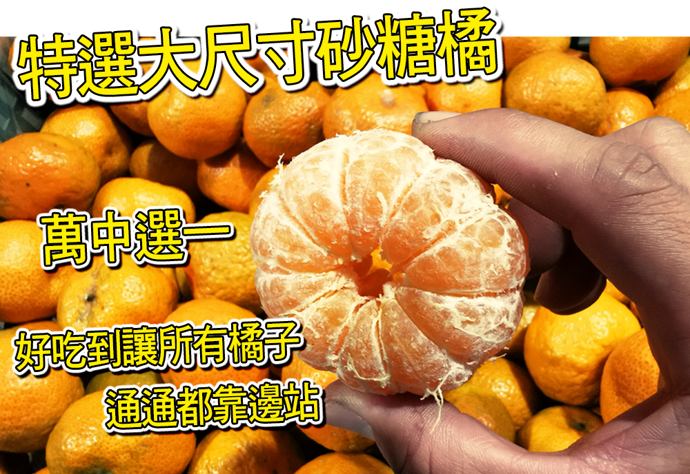 【台灣紅】大尺寸珍珠砂糖橘-五斤裝