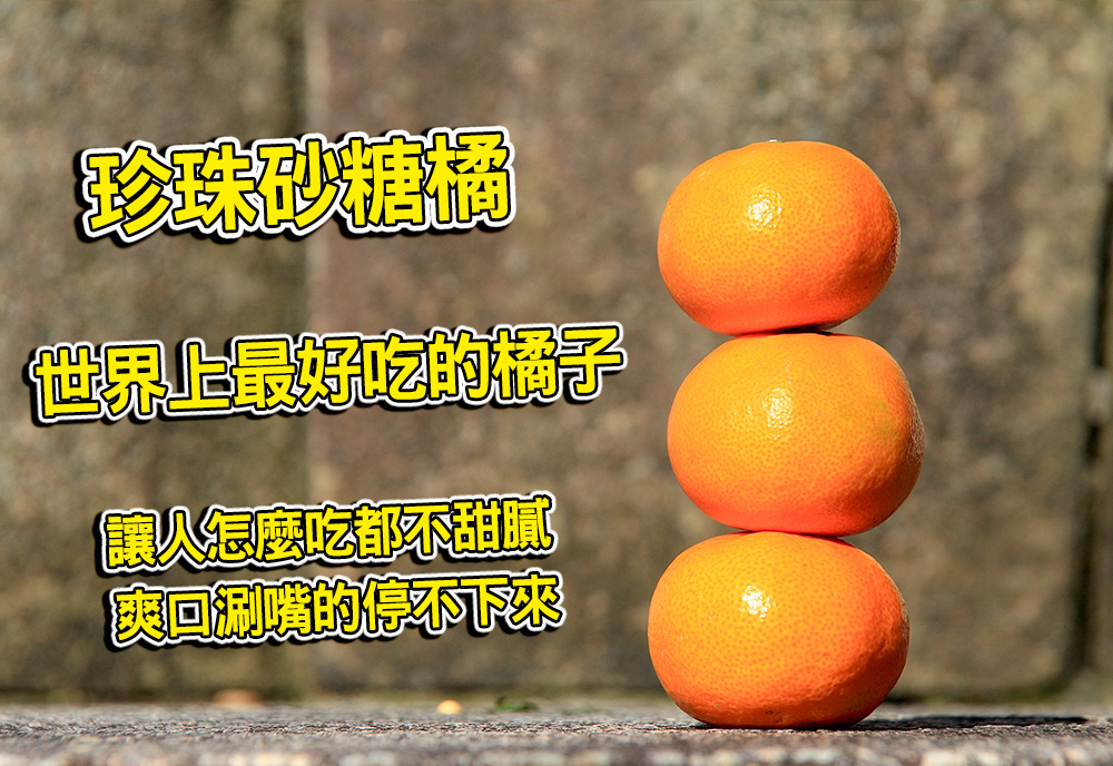 【台灣紅】大尺寸珍珠砂糖橘-三斤裝