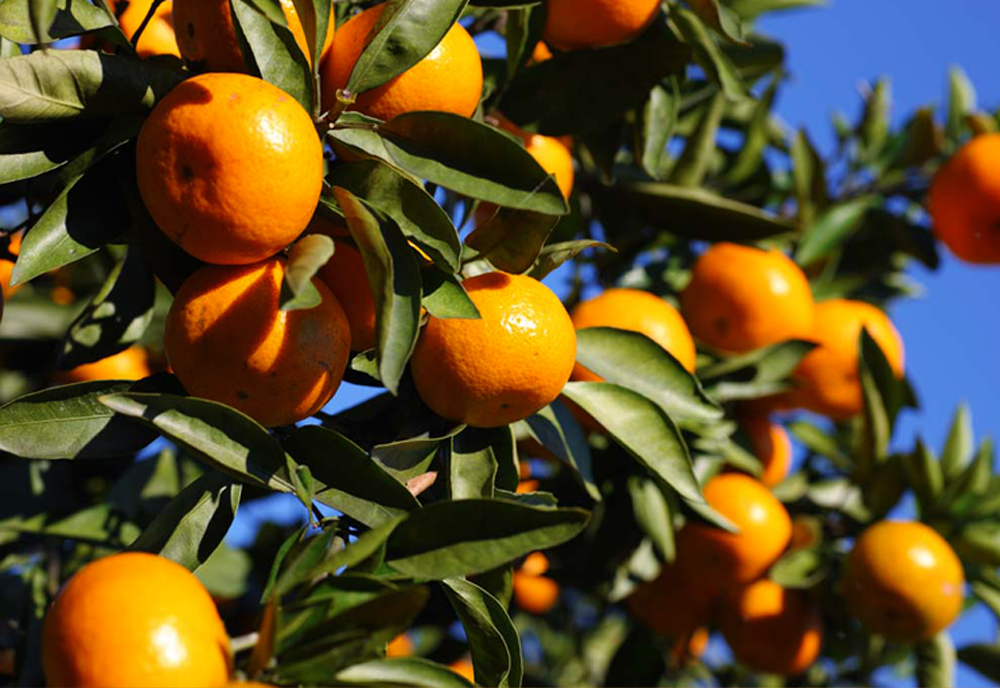 【台灣紅】大尺寸珍珠砂糖橘-三斤裝