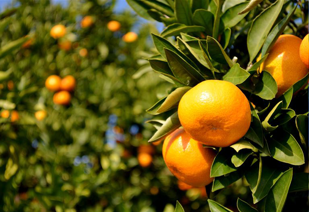 【台灣紅】大尺寸珍珠砂糖橘-三斤裝