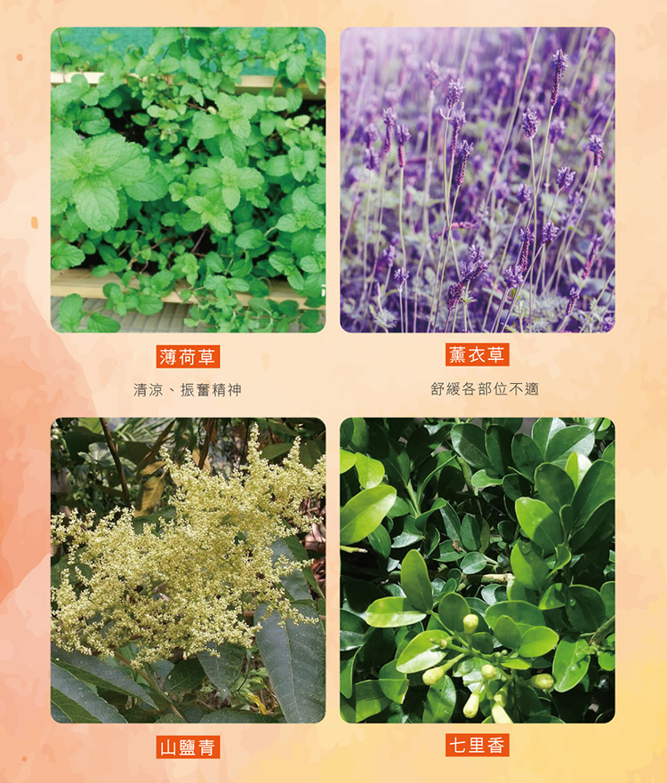 雙11下殺優惠$1111【正金牌】金門一條根貼片100片盒裝2盒組