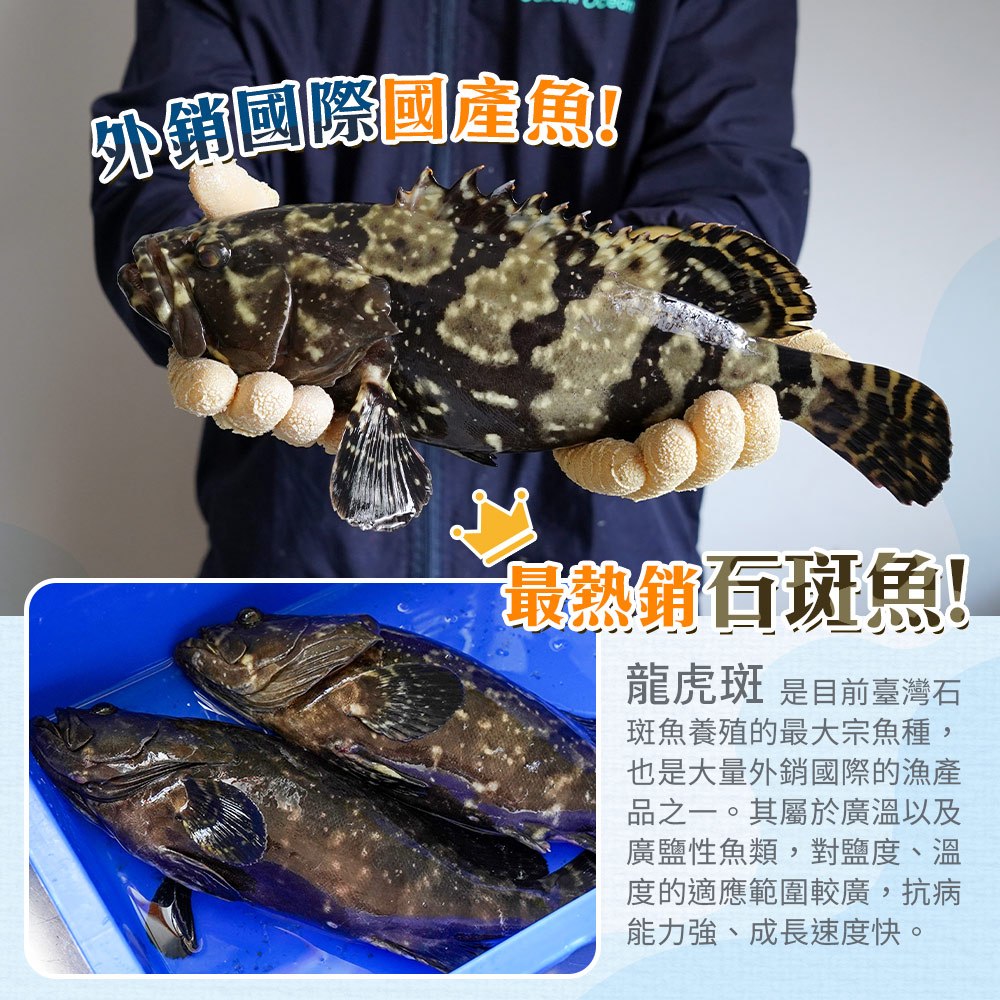 【山田大叔】金燦龍虎斑炊粉鍋2200g(加贈金A選芋頭丸300g)-暖冬鍋物3-4人份