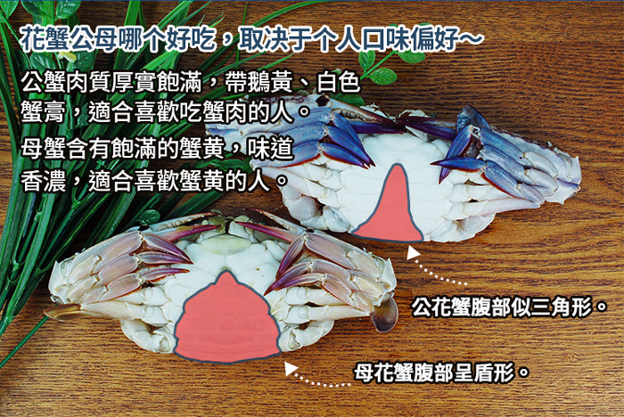 【築地一番鮮】XL｜斯里蘭卡｜公花蟹250-300g ｜