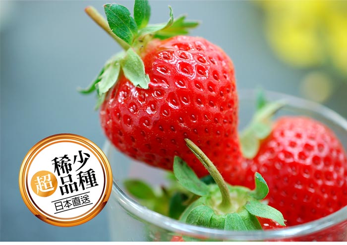 【築地一番鮮】空運｜日本草莓｜500g/盒｜12-20顆