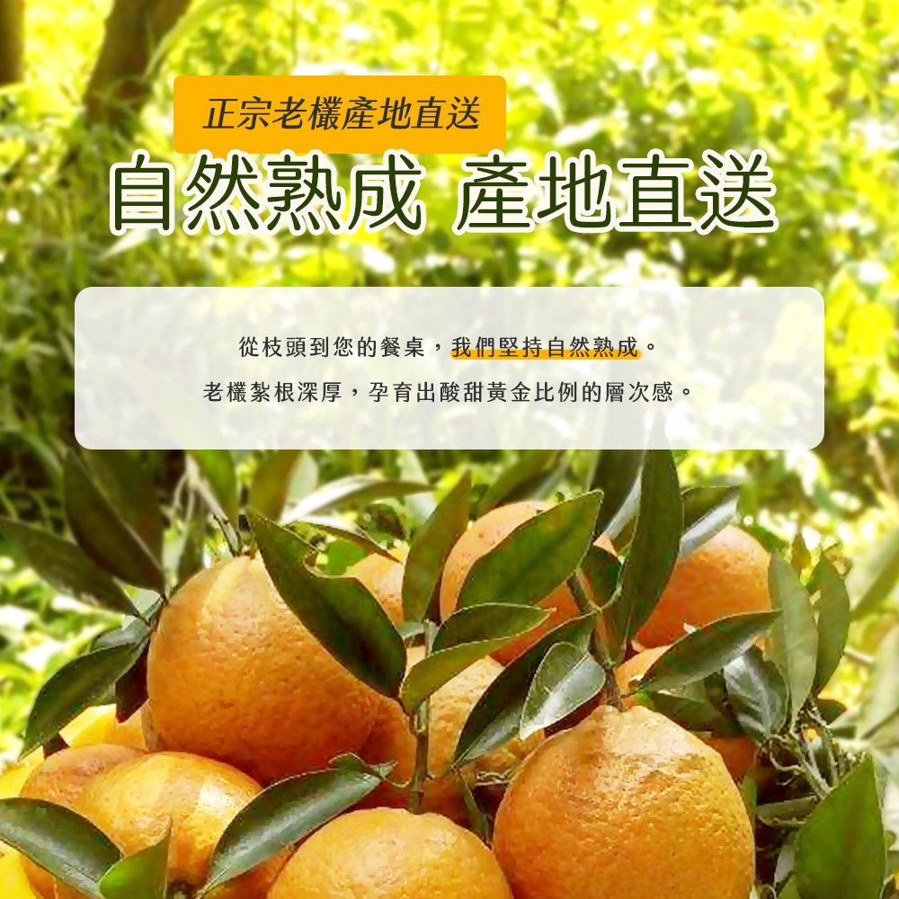 【雪莉朵辣嚴選】無籽桶柑 10斤/箱（約33-45粒）