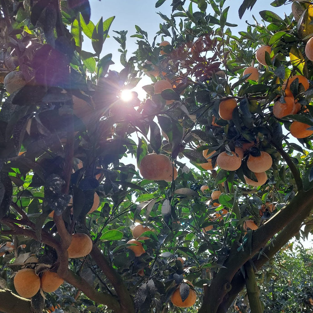 【果子禮】東勢25A-明正茂谷柑 5斤/箱（約15入）