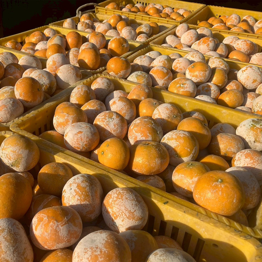 【果子禮】東勢25A-明正茂谷柑 5斤/箱（約15入）