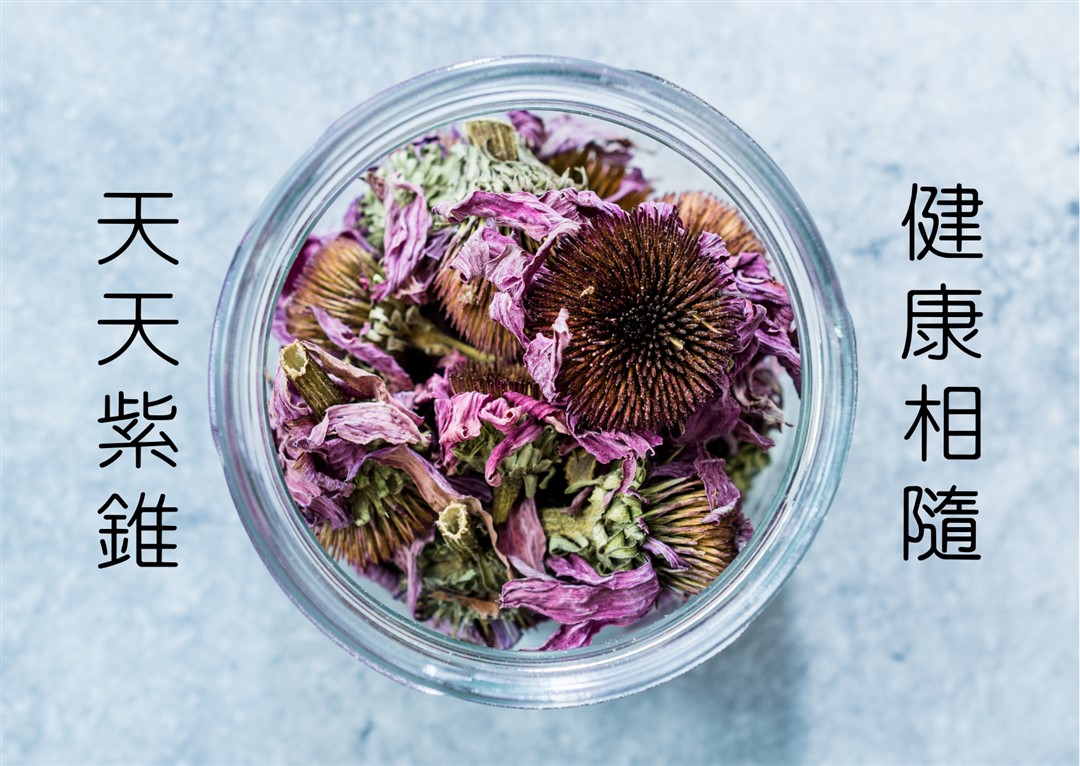 【乾燥紫錐菊純花】(18g/罐裝)