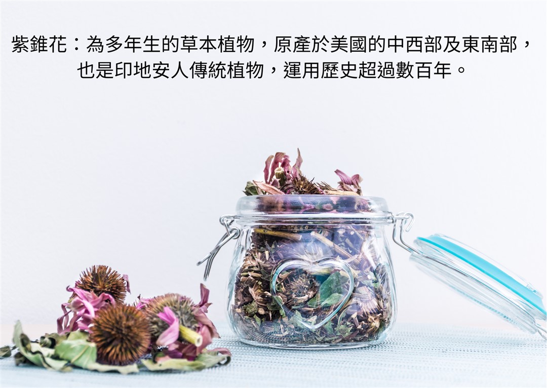 【乾燥紫錐菊純花】(18g/罐裝)