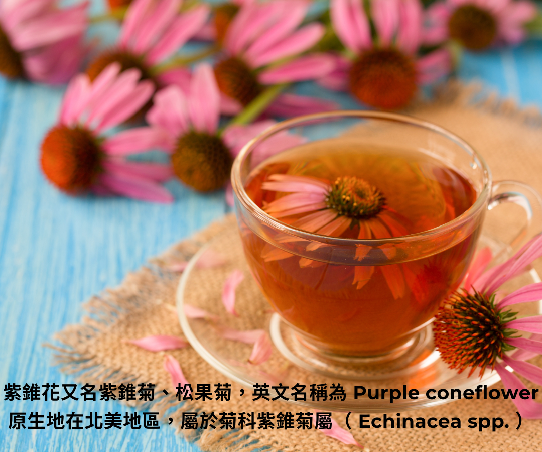 【乾燥紫錐菊純花】(18g/罐裝)