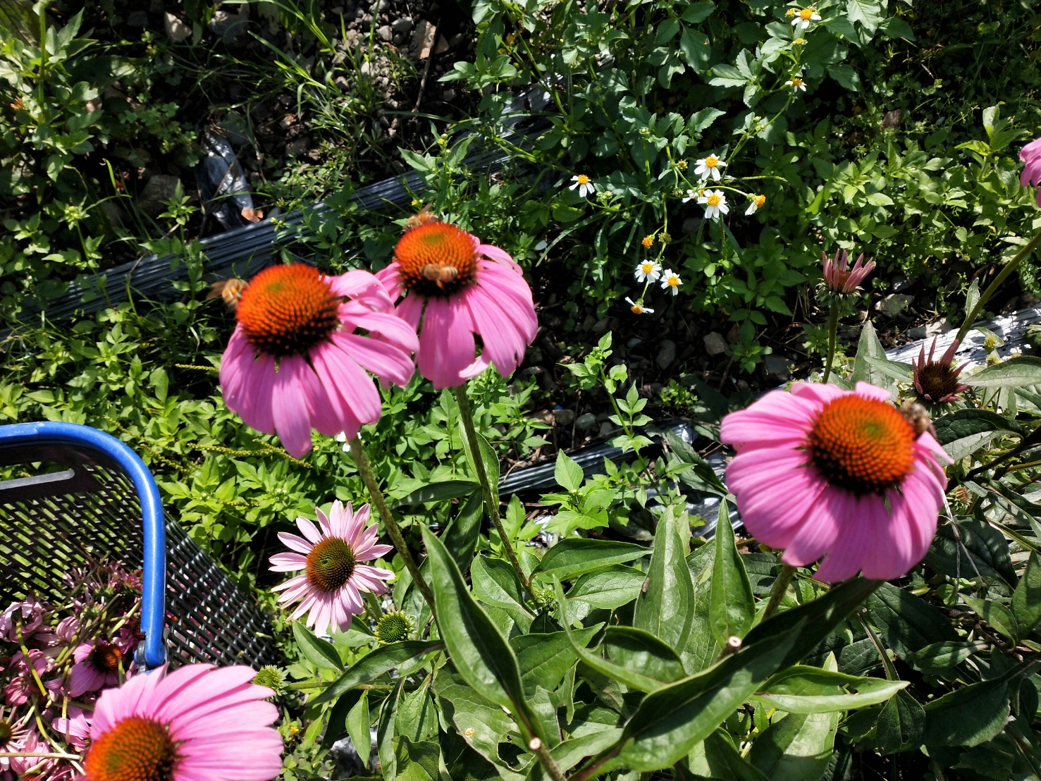 【乾燥紫錐菊純花】