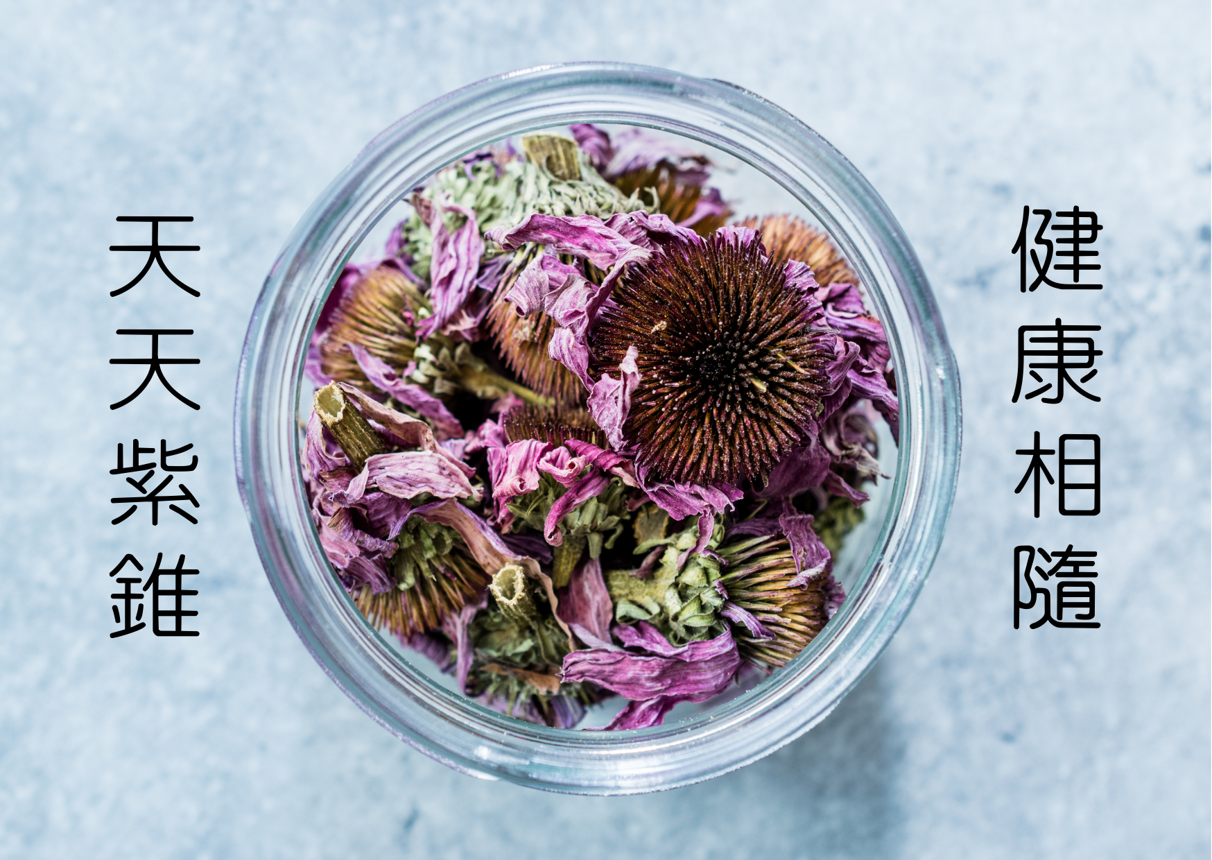 【乾燥紫錐菊純花】