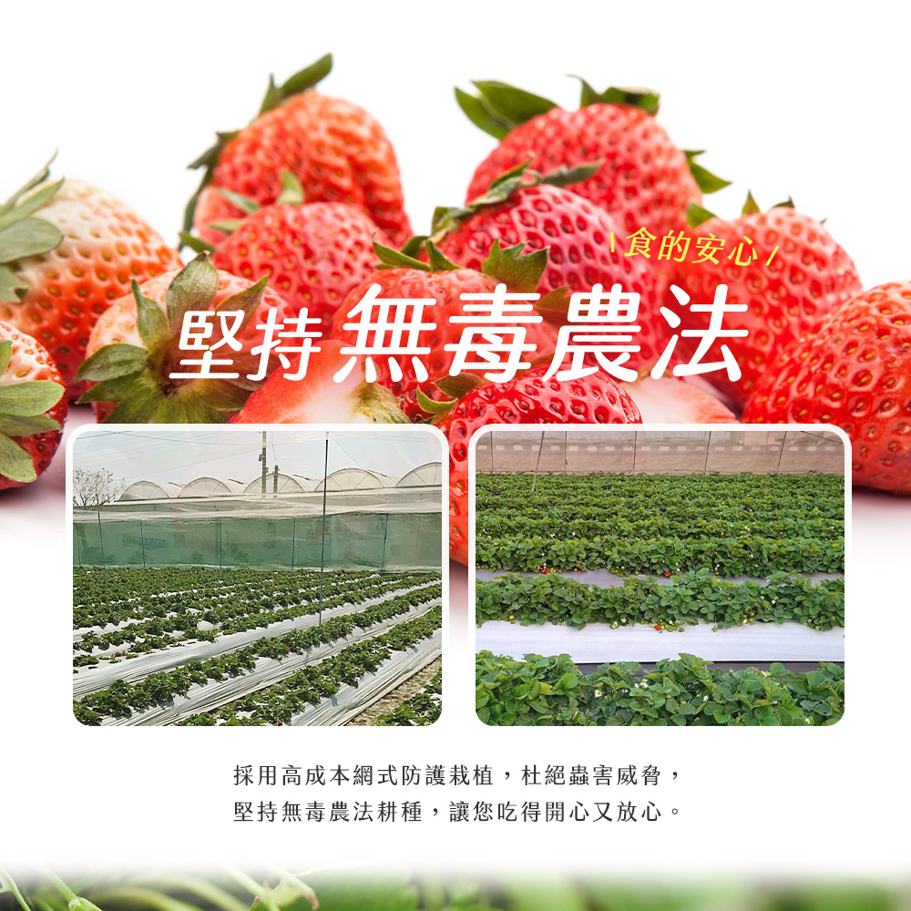 【雪莉朵辣嚴選】黑金剛紅草莓 大果