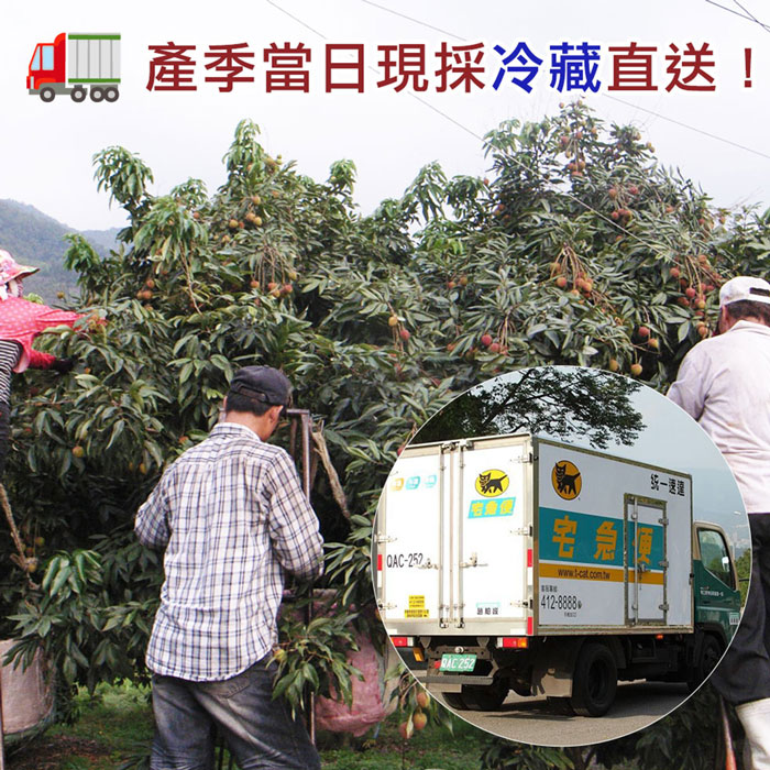 預購5/14-21出【築地一番鮮】純果粒｜楠西早生荔枝｜3斤盒｜4斤盒｜任選