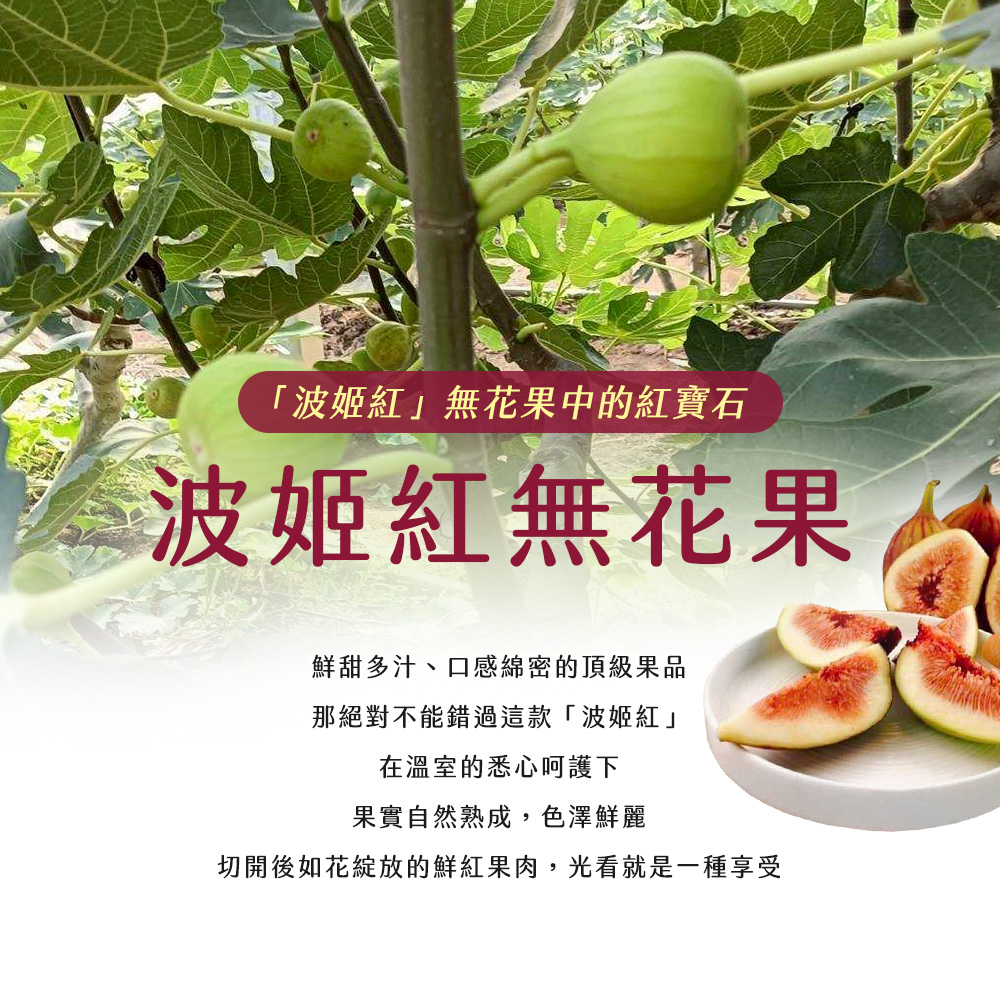 【雪莉朵辣嚴選】溫室無花果 6-11粒/1斤±5%/盒 ：「波姬紅」——無花果中的紅寶石