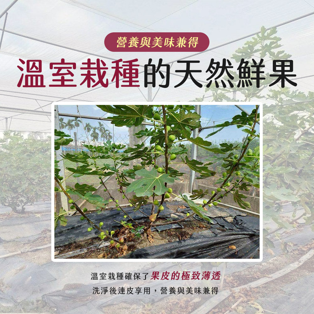 【雪莉朵辣嚴選】溫室無花果 6-11粒/1斤±5%/盒 ：「波姬紅」——無花果中的紅寶石