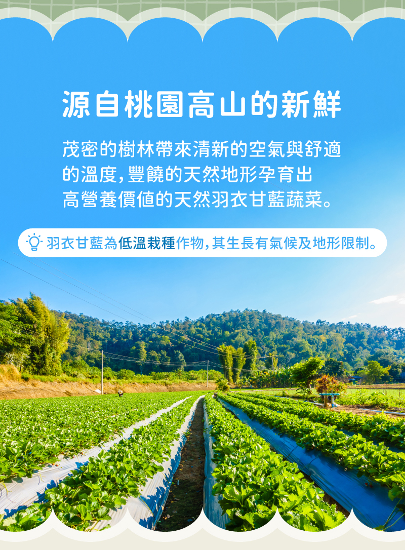 【日初良食】超級蔬菜100%純羽衣甘藍粉