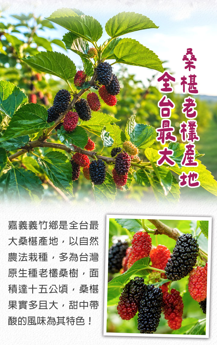 【享吃美味】台灣鮮採一級桑椹(300g/盒) 桑葚 水果 花青素 天然無添加