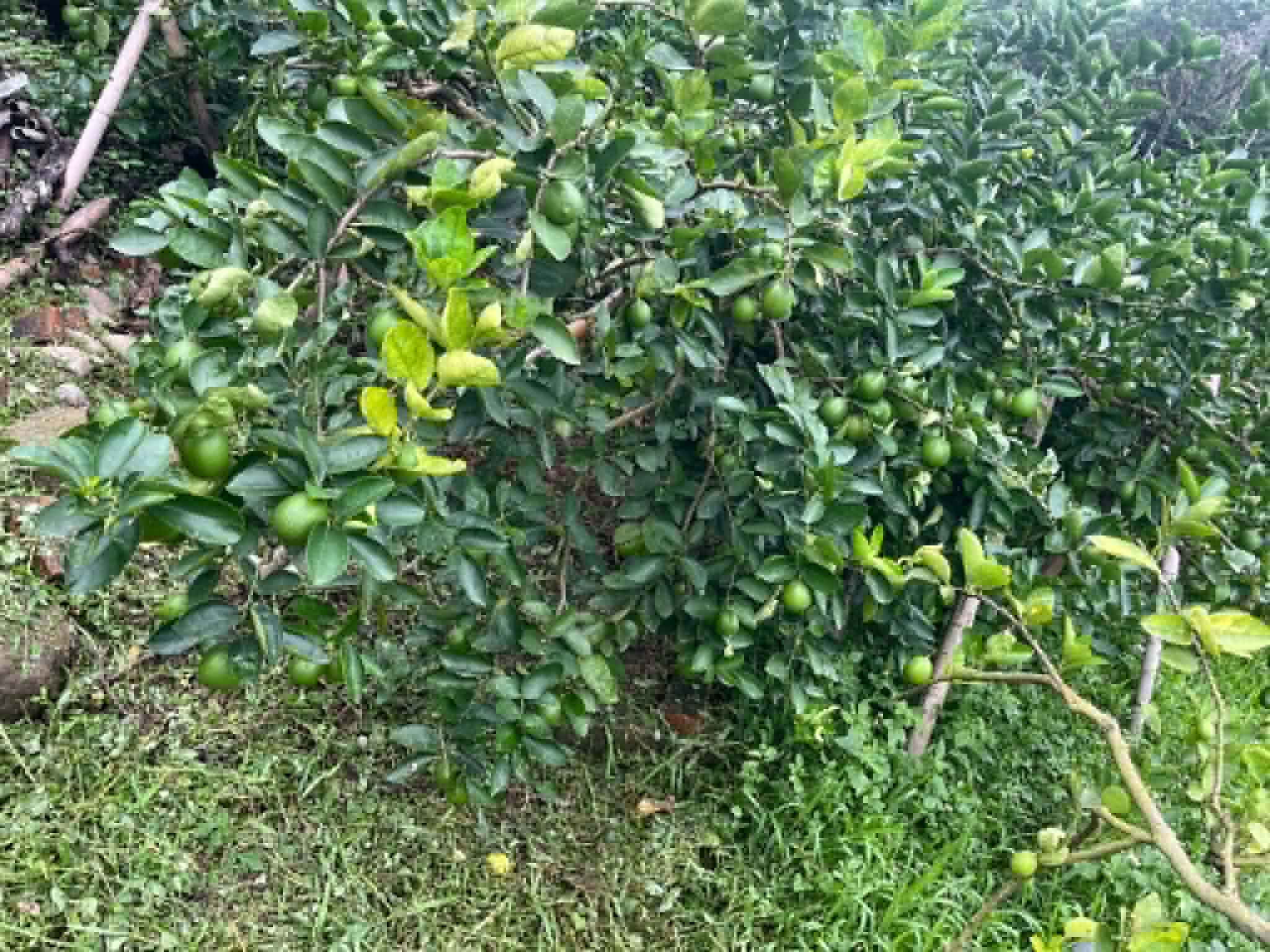【雷夢兄弟】100%無籽純檸檬汁冰凍磚
