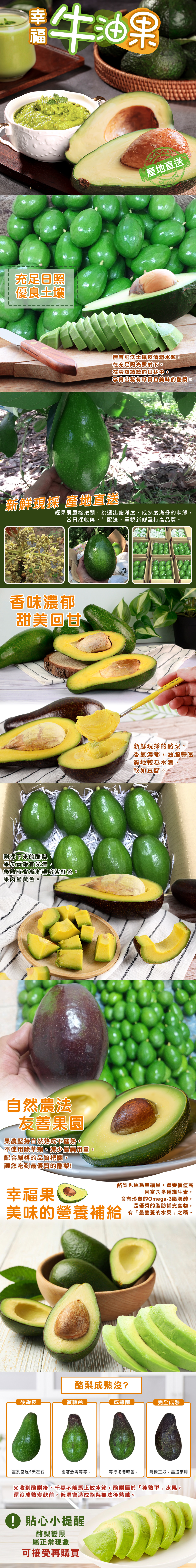 產地直送_台南鮮採酪梨