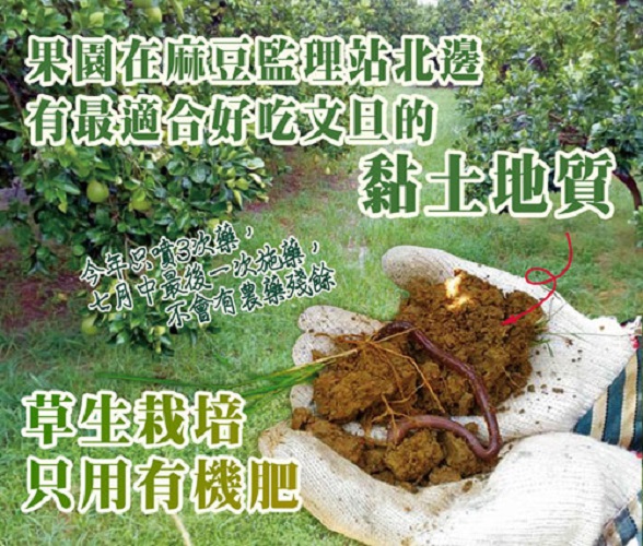 預購商品-【歐吉商】麻豆產銷履歷+產地證明老欉麻豆文旦10台斤 9/1起出貨