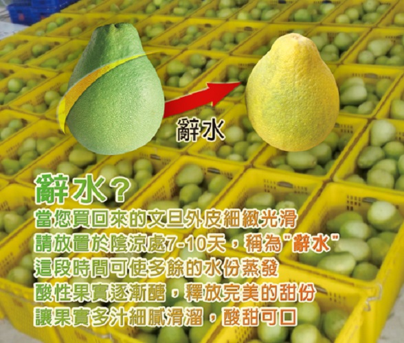 預購商品-【歐吉商】麻豆產銷履歷+產地證明老欉麻豆文旦10台斤 9/1起出貨