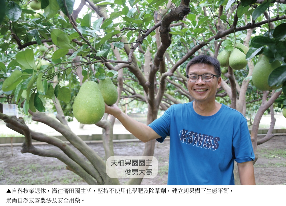 【天柚果園】台南麻豆惜福文旦禮盒(10斤裝/10-20顆)(中秋禮盒)