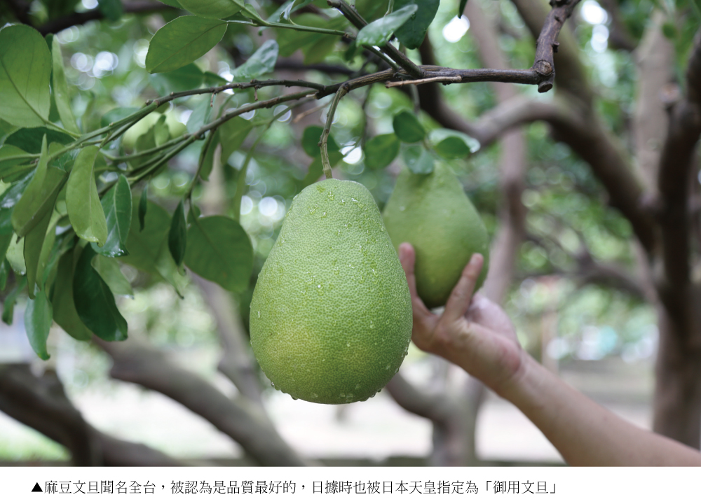 【天柚果園】台南麻豆惜福文旦禮盒(10斤裝/10-20顆)(中秋禮盒)