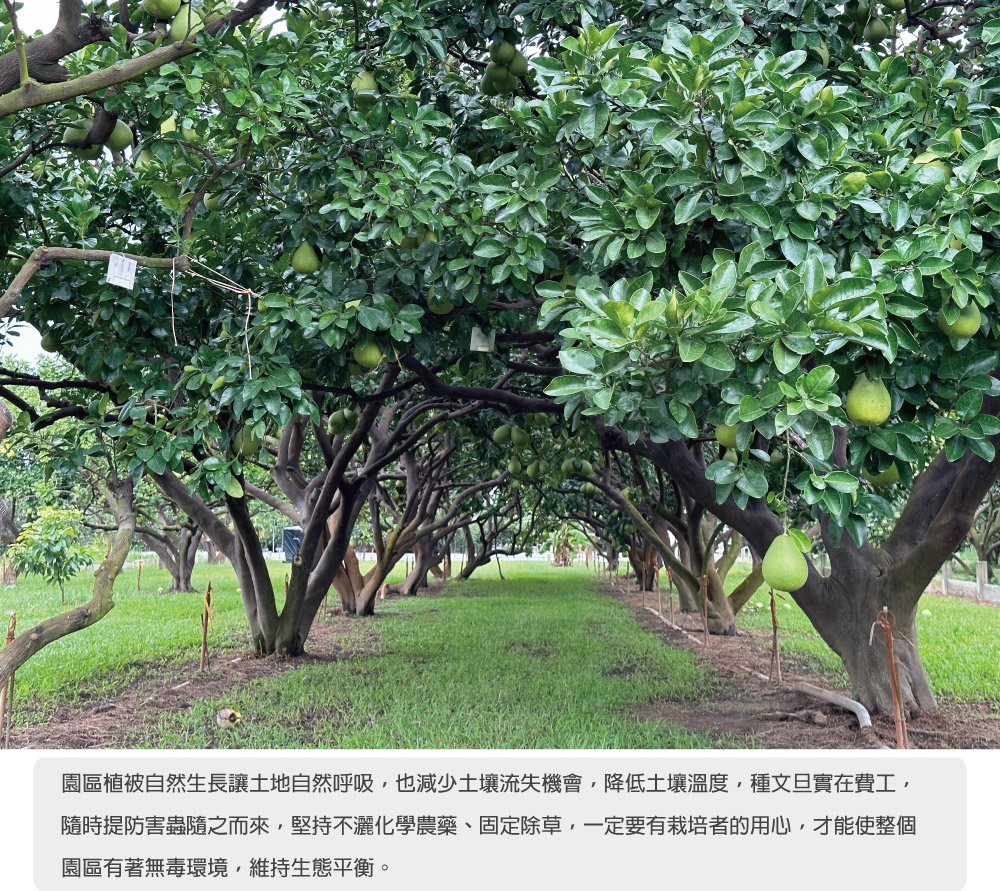 【天柚果園】台南麻豆惜福文旦禮盒(10斤裝/10-20顆)(中秋禮盒)