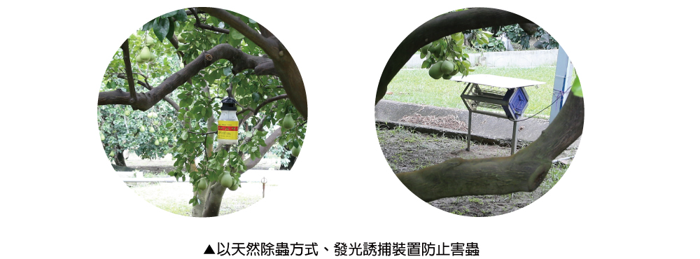 【天柚果園】台南麻豆惜福文旦禮盒(10斤裝/10-20顆)(中秋禮盒)