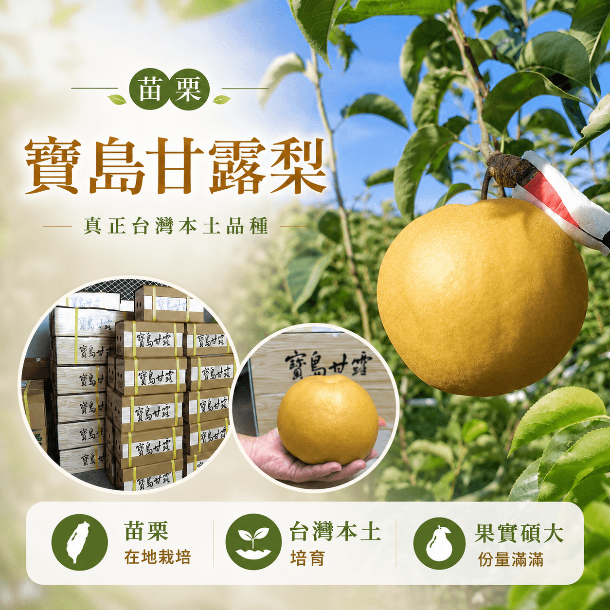 寶島甘露梨 中果20A6顆一盒