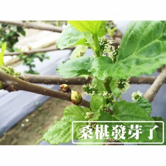 【老農手摘】天然野生桑葚果-產地直銷(500公克x3包)