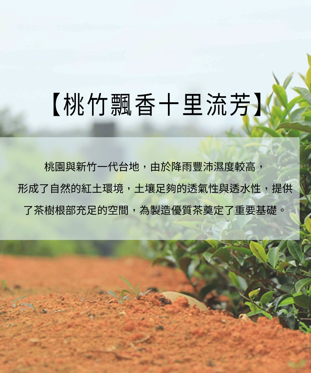 【T世家】台灣得獎茶系列三角茶包(3gx24入) 鮮露紅茶 鮮露金萱烏龍