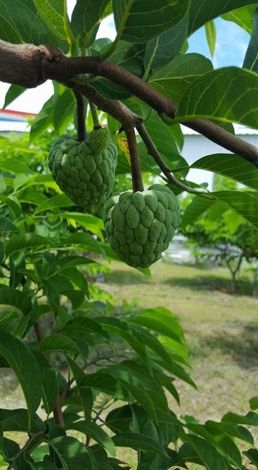 产地直送台东大目释迦