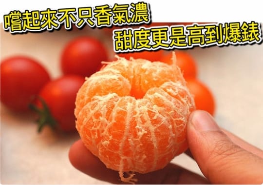 【台灣紅】南投中寮超迷你珍珠砂糖橘