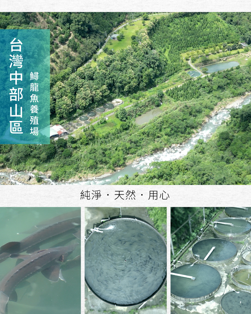 【炘宸生技】鱘熹王(60粒/盒) 專利K2龍複方膠囊 UC2 MSM 貓爪藤