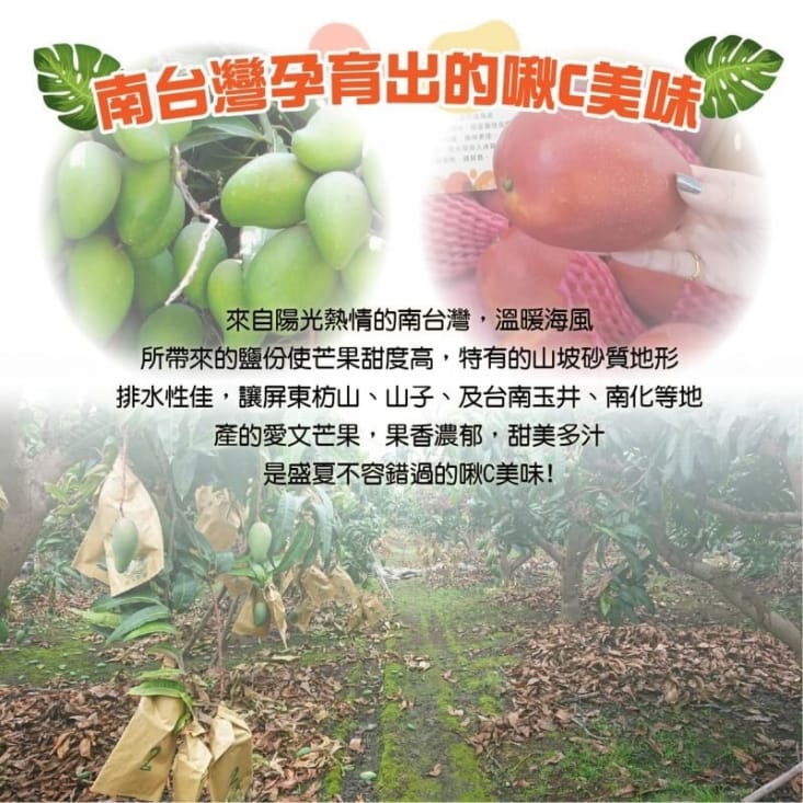 【產地直送】屏東枋山愛文芒果5台斤X4箱(9-11顆/箱)