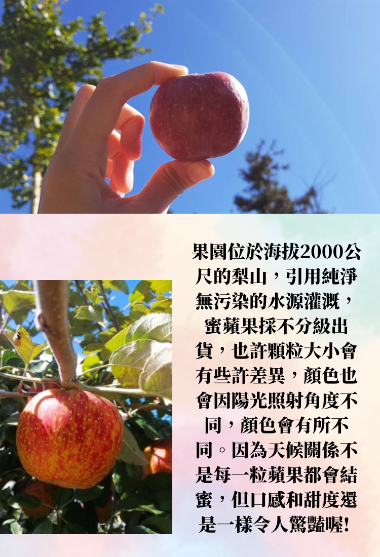 【阿成水果】台中梨山特選蜜蘋果