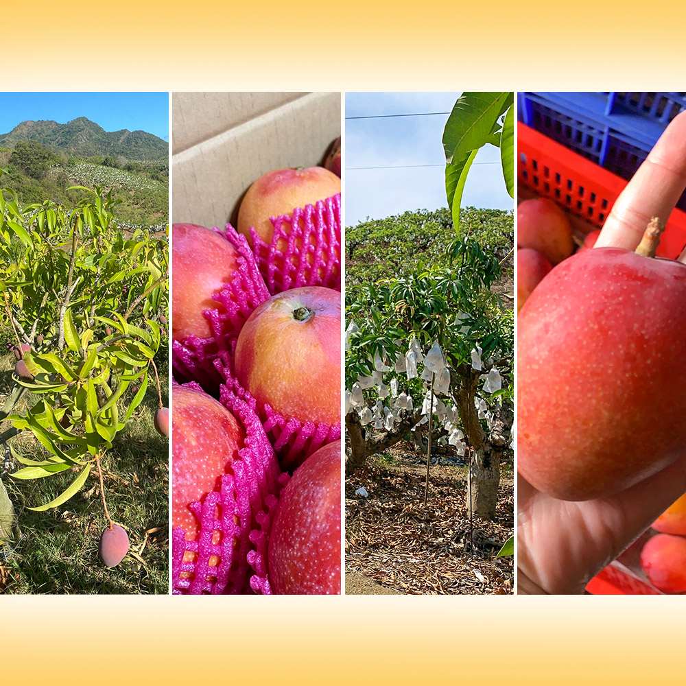 【雪莉朵辣嚴選】屏東枋山愛文芒果5斤裝(大果/小果) 檨仔 夏季水果 箱購水果