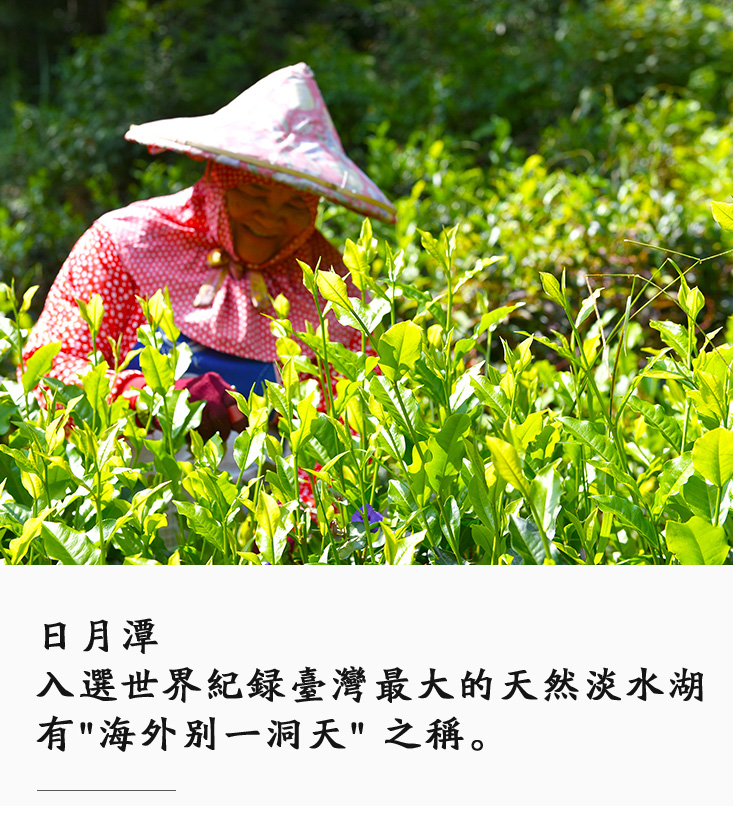 【一等鮮】友創日月潭100%紅玉紅茶立體茶包2盒(2.5gx15入/盒)