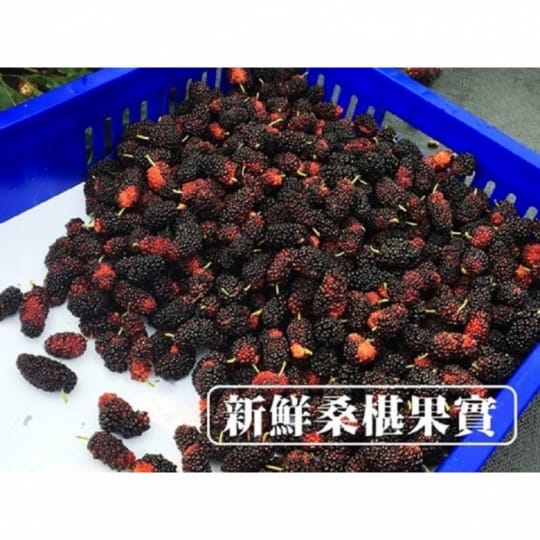 【老農手摘】天然野生桑葚果-產地直銷(500公克x3包)
