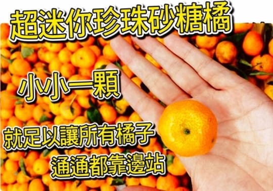 【台灣紅】南投中寮超迷你珍珠砂糖橘