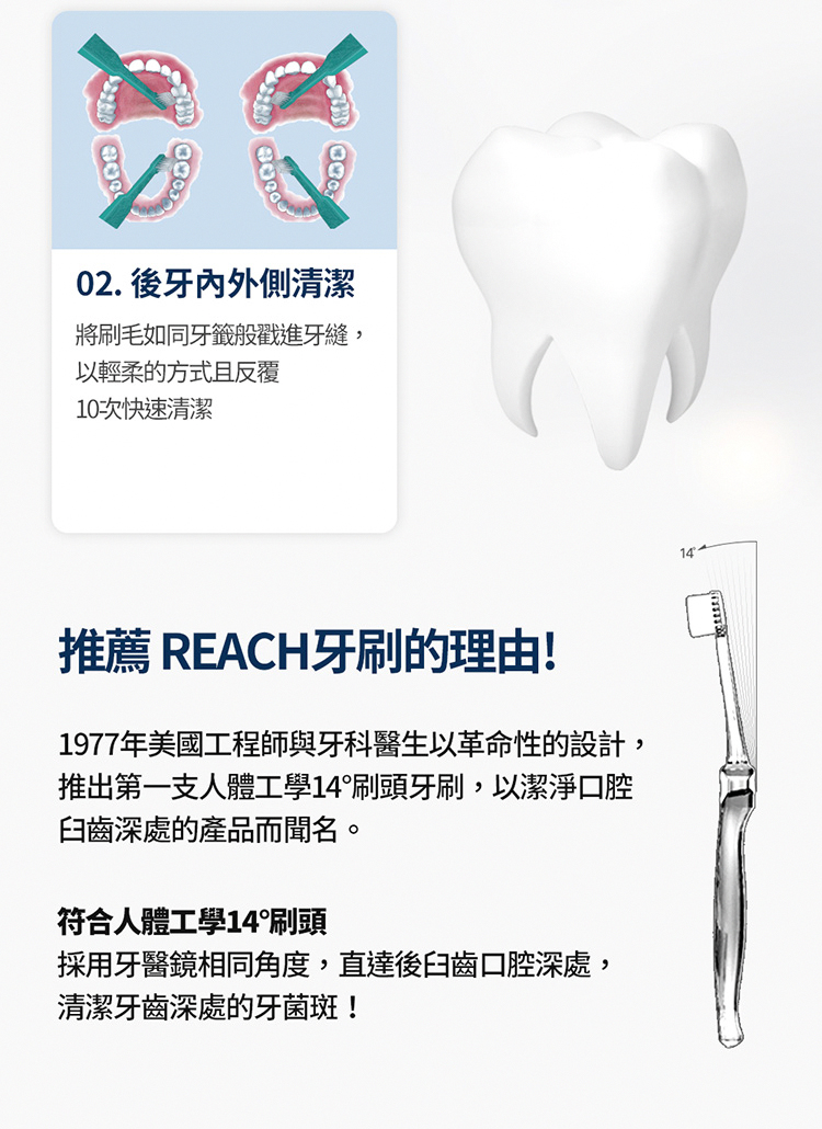 【REACH 麗奇】齒科專家14°牙刷 4款任選 人體工學14度刷頭 