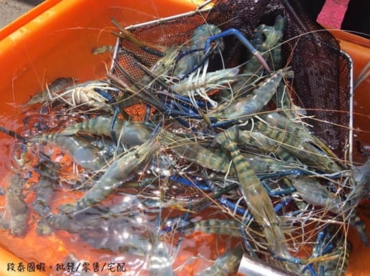 老饕大蝦巨無霸泰國蝦
